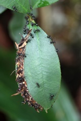 IMG_0384a