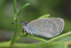 IMG_2730a