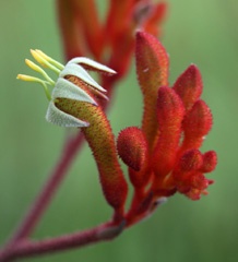 IMG_2745a