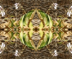 IMG_4240Mod1