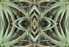 IMG_4253Mod