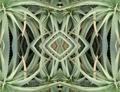 IMG_4253Mod1a