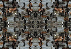 IMG_4298Mod3