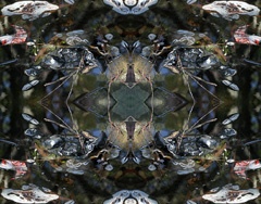 IMG_5577Mod1