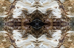 IMG_6831Mod9