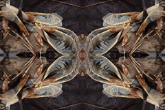 IMG_8835Mod2