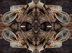 IMG_8835Mod7