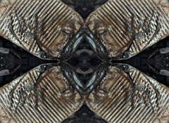 IMG_4848Mod4