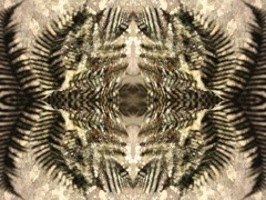 IMG_4882Mod2