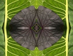 IMG_3884aMod1