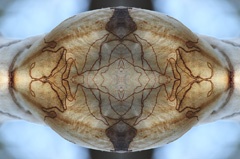 IMG_9445aMod1