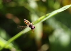 IMG_2506a