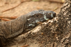 Goanna