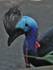 Cassowary