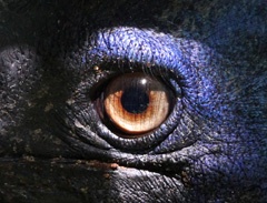 Cassowary