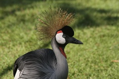 Crested crane