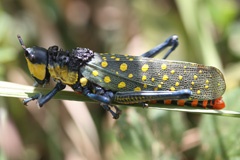 Spotted grasshopper