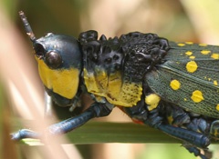 Spotted grasshopper