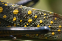 Spotted grasshopper