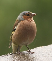 Male chaffinch