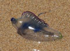 Bluebottle
