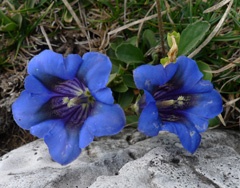 Gentians