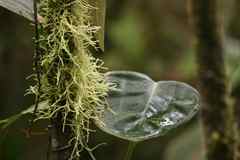 Ancient-looking moss