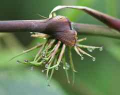 Bamboo elbow
