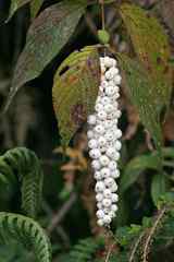 A relative of coffee