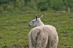 Alpaca