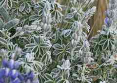 Frosted lupins