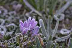 Morning frost