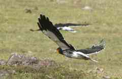 Carunculated Caracara
