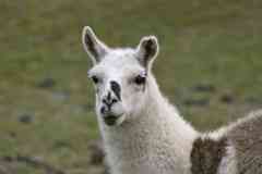 Alpaca