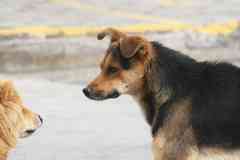 Standoff