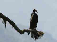 Turkey vulture