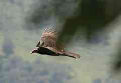 Turkey vulture