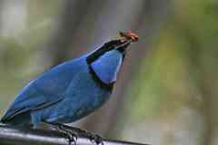 Turquoise jay