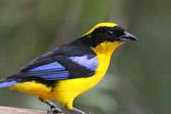 Mountain tanager