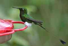 booted racket tail