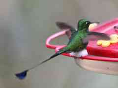 booted racket tail