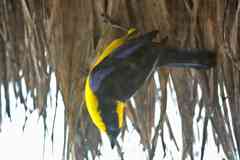 Mountain tanager