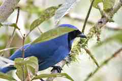 Turquoise jay
