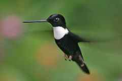 Collared inca