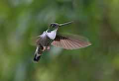Collared inca