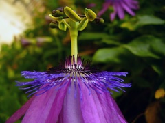 Passion's flower