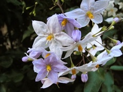 Two-tone flower