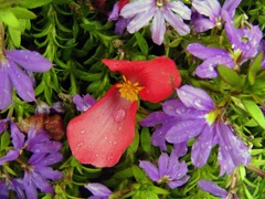 Small flowers