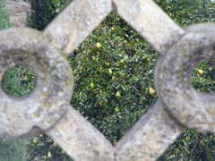 Pear tree
