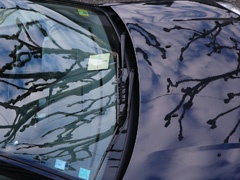 French pruning